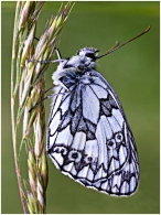 Moo the Marbled White