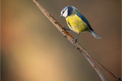 Blue Tit