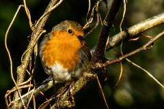 Flirting Robin