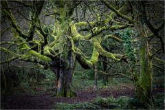 Mossy Tree