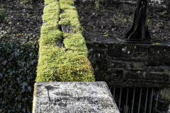 Moss Growth