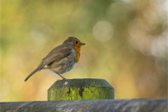 Robin