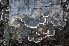 Turkey Tail Fungi