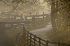 Misty Morning