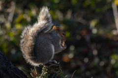 Grey Squirrel