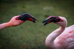  Bickering Flamingoes Geese (© Nigel Goode)