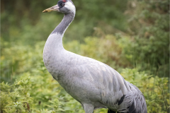 Common Crane (© Kevin Morgan)