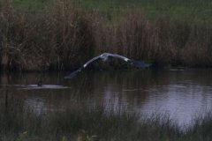 In Flight (© Stephen Lander)