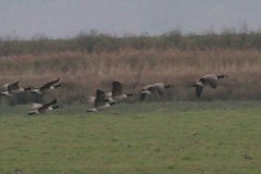 Canada Geese (© Stephen Lander)