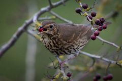 Song Thrush (© Nigel Goode)