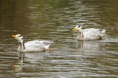  Bar-headed Geese (© Kevin Doyle)