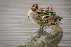 Teal (© Kevin Morgan)