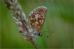 Brown Argus