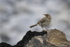 Rock Pipit
