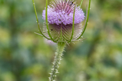 Teasel