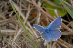 Common Blue