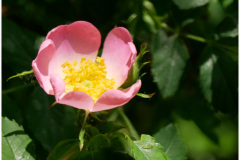 Wild Rose in the Sun