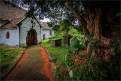 The Old Tree In The Churchyard