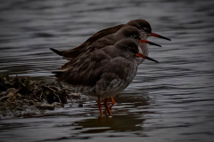 Redshank Trio