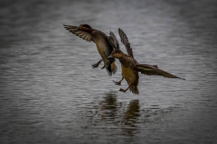 Incoming Teal