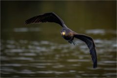Inbound Cormorant