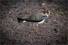 A Lapwing showing its wonderful Iridescence