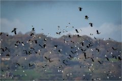 A Mixed Flock of Waders