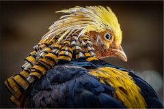 Golden Pheasant