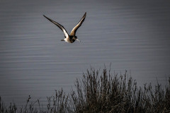Black-tailed Godwit