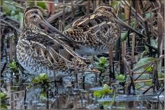Common Snipe (© Nigel Goode)