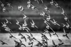 Dunlin Fly-by (© Nigel Goode)