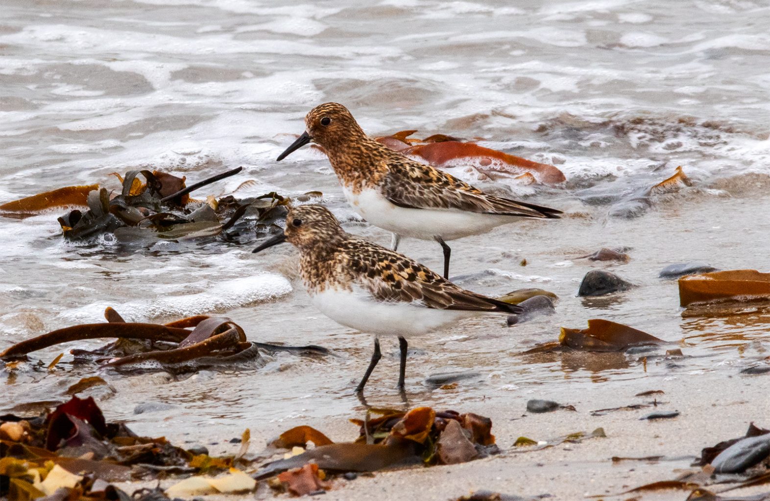 Dunlin