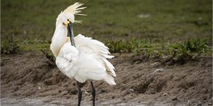 Preening Spoonbill