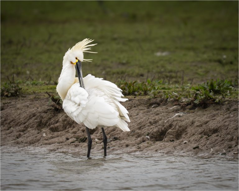 Preening Spoonbill