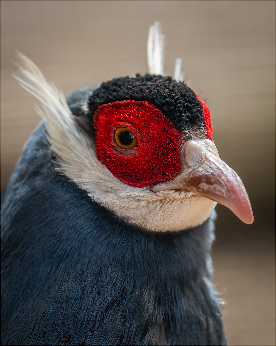Blue Eared Pheasant Portrait (© Kevin Morgan) Blue Eared Pheasant