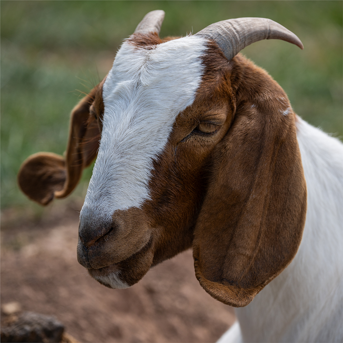 Boer Goat Portrait (© Kevin Morgan) Boer Goat