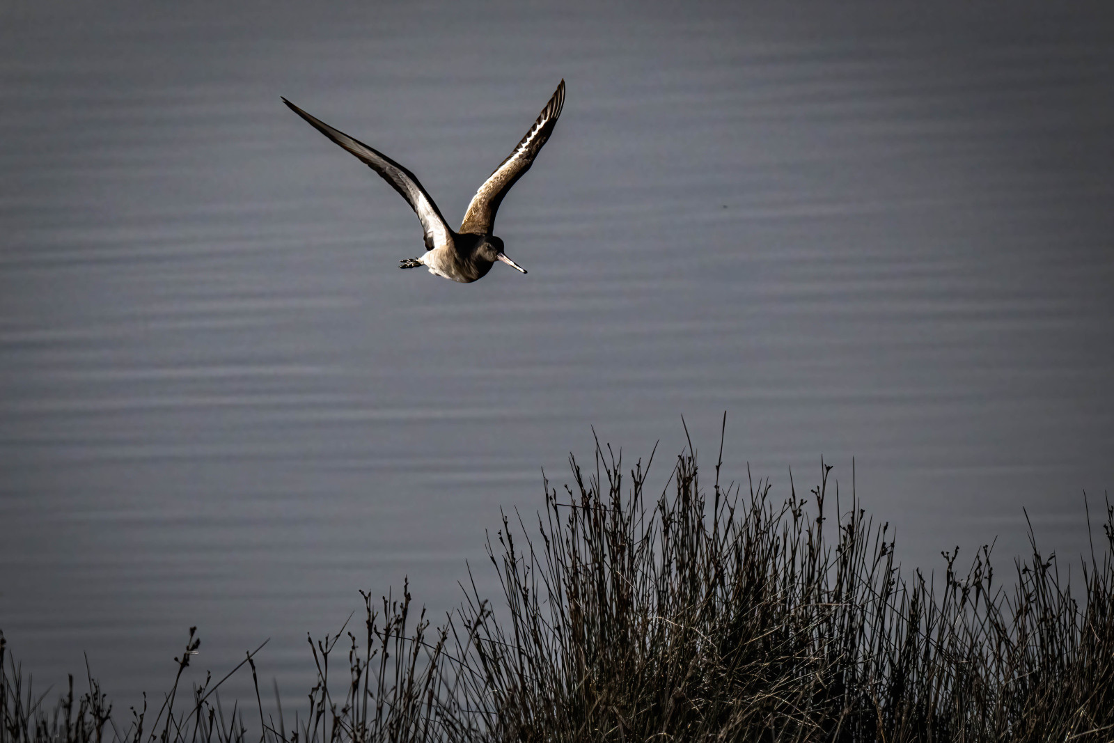 A Black-tailed Godwit in flight - copyright Nigel Goode Black-tailed Godwit