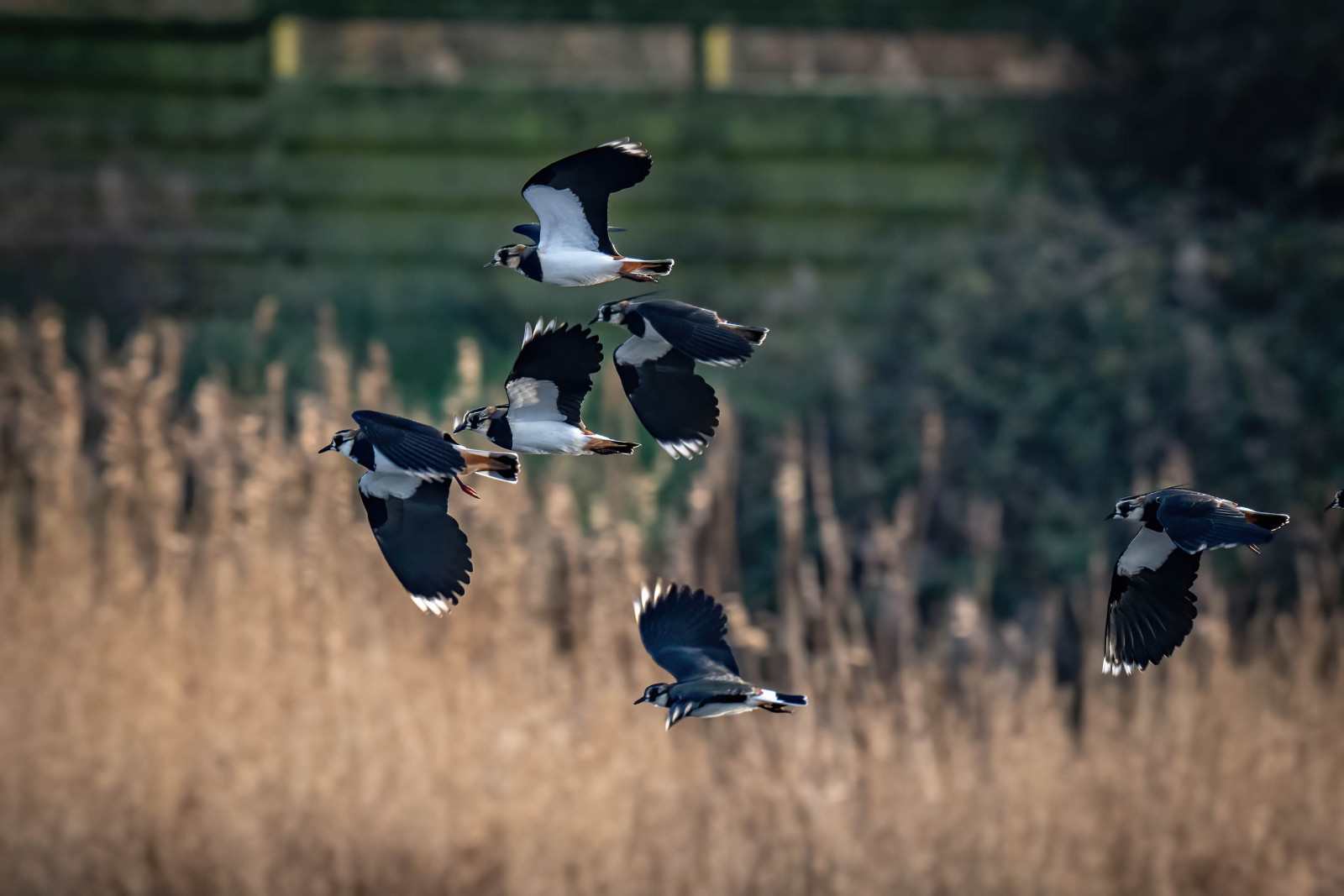 A small group of Lapwing flying over the reed bed - copyright Nigel Goode Lapwing Fly-past