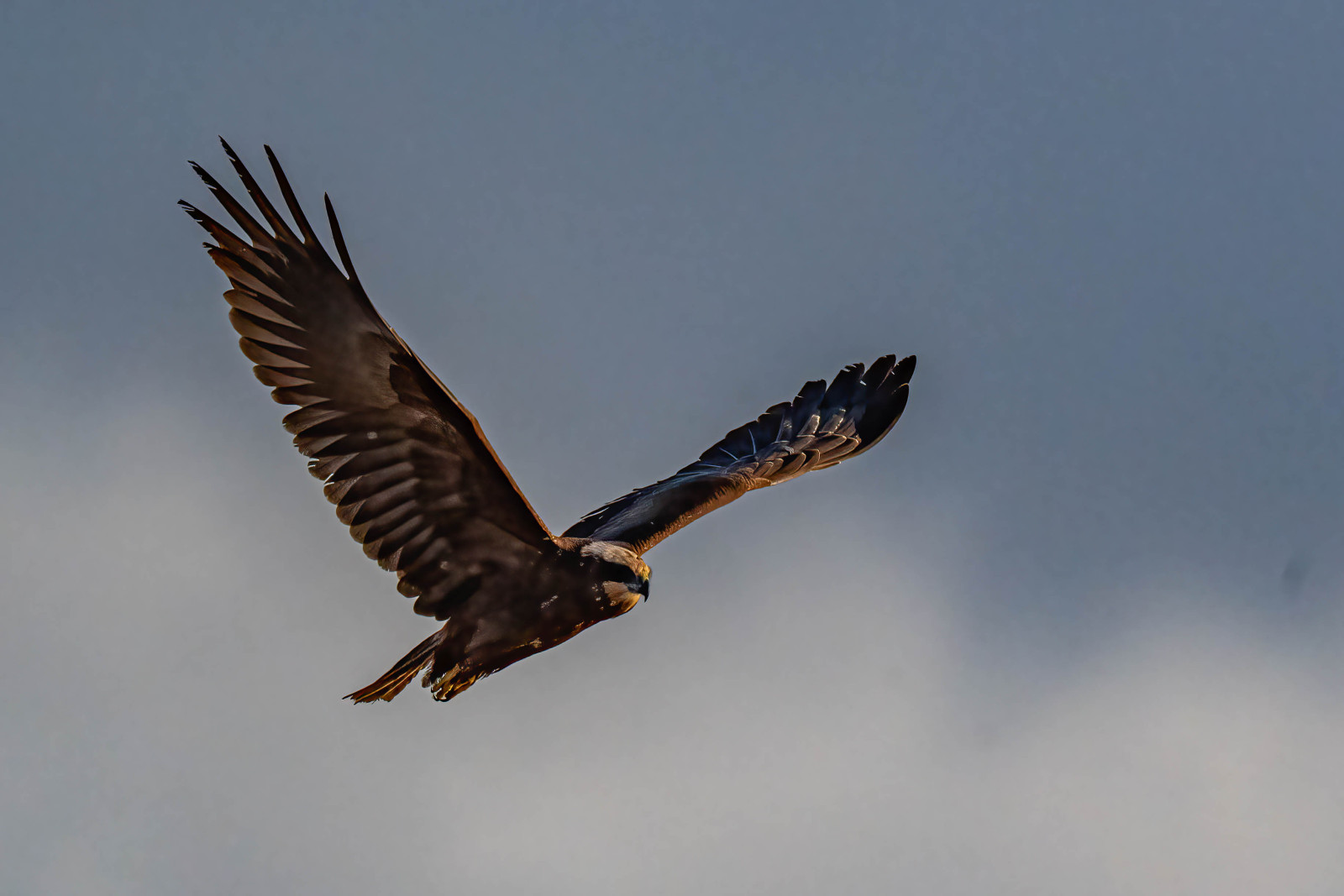 A female Marsh Harrier in flight - copyright Nigel Goode Female Marsh Harrier