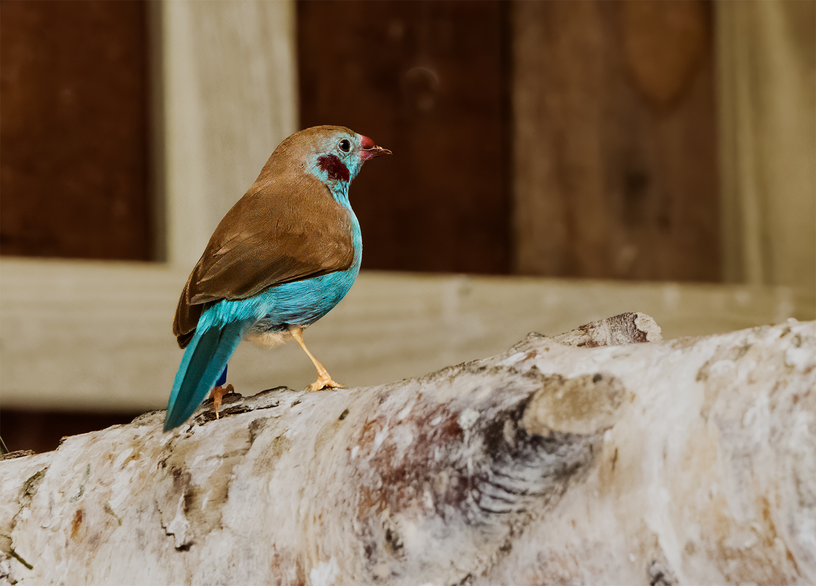 Red Cheeked Cordon Bleu Finch (© Kevin Doyle) Red Cheeked Cordon Bleu Finch