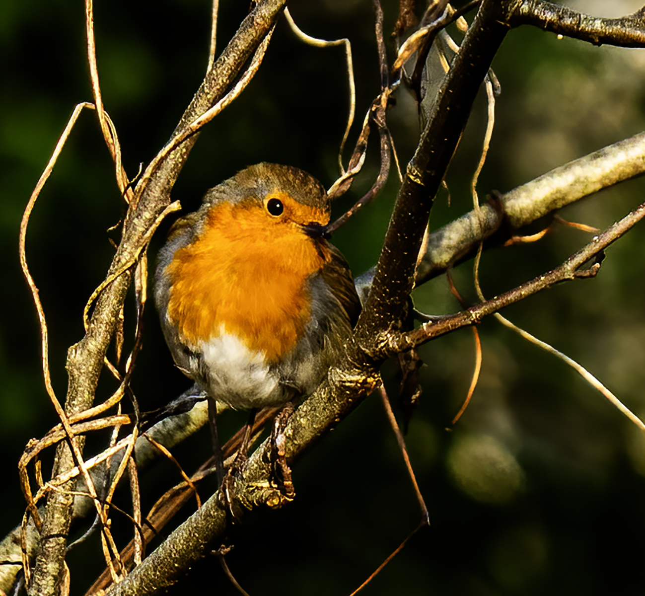 A robin proclaiming it presence (copyright Bea von der Haar) Flirting Robin