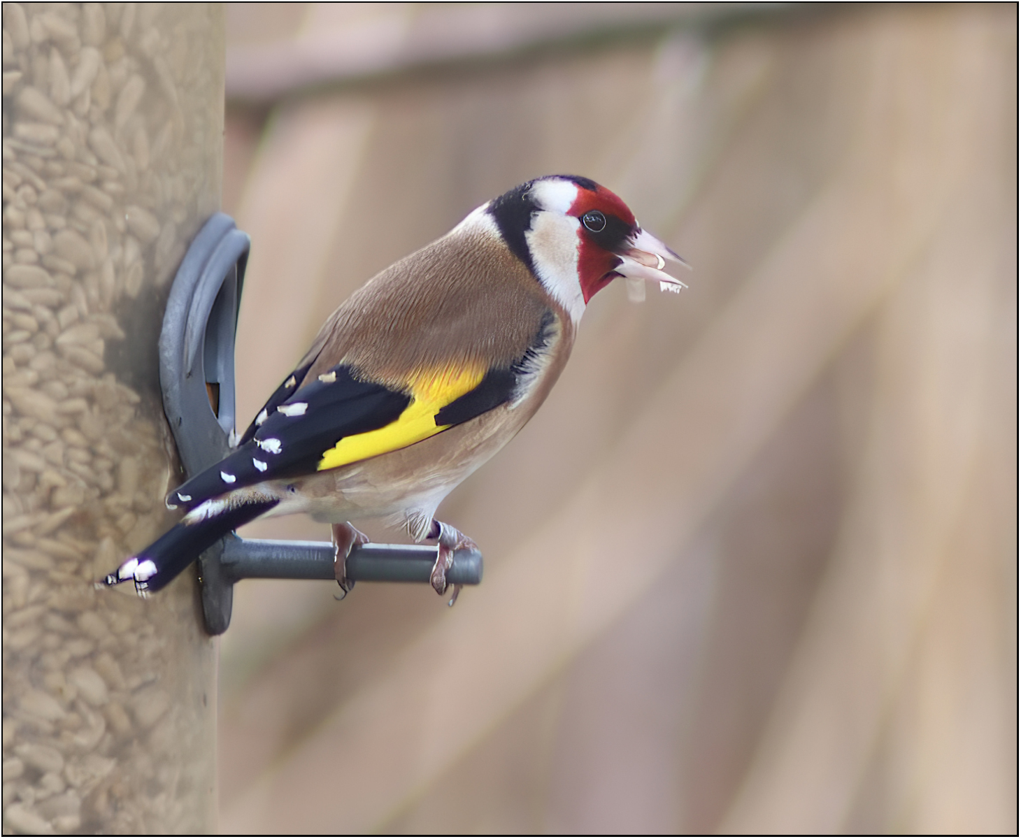 Goldfinch Feeding (© Stephen Lander) Goldfinch Feeding (© Stephen Lander)