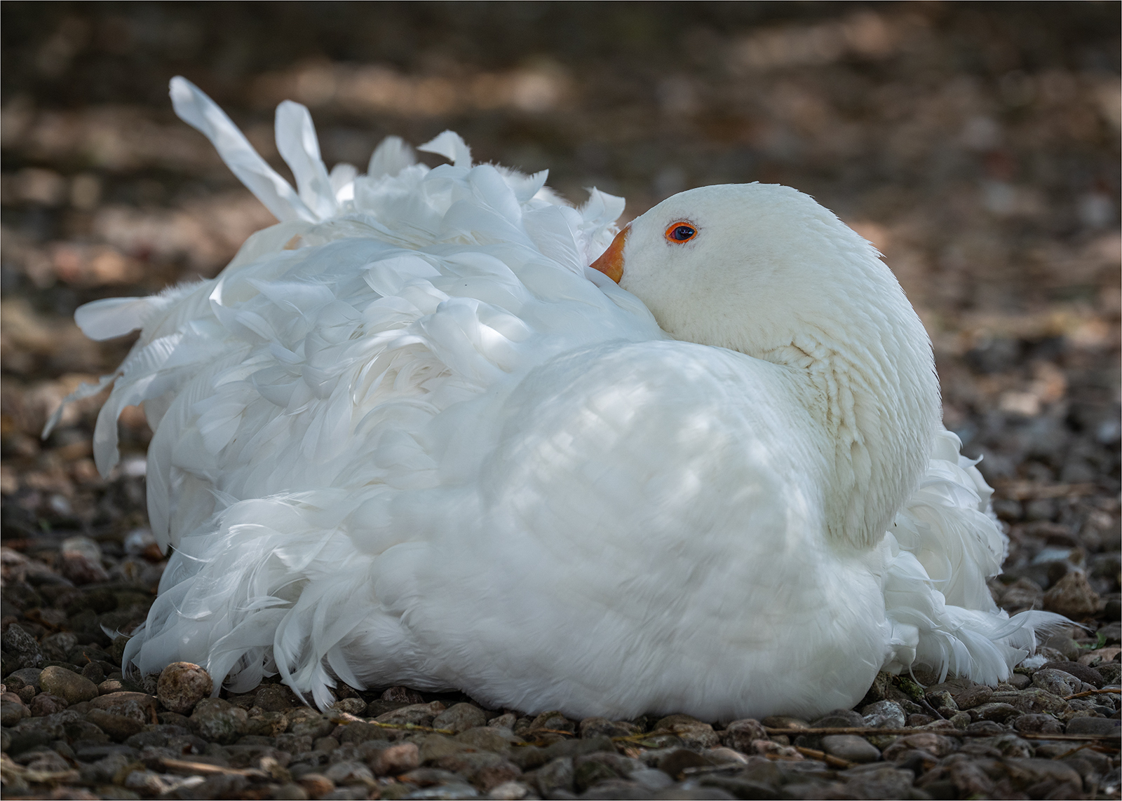 Sebastopol Goose Portrait (© Kevin Morgan) Sebastopol Goose