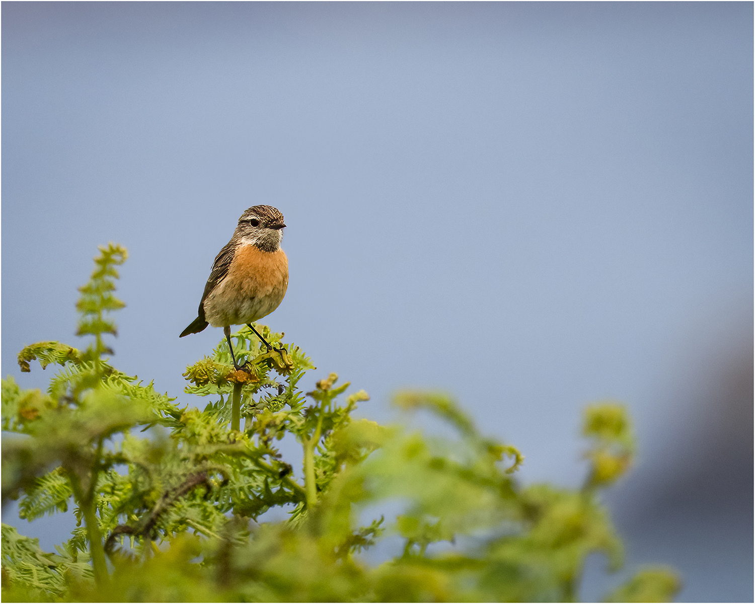 Stonechat © Kevin Morgan Stonechat