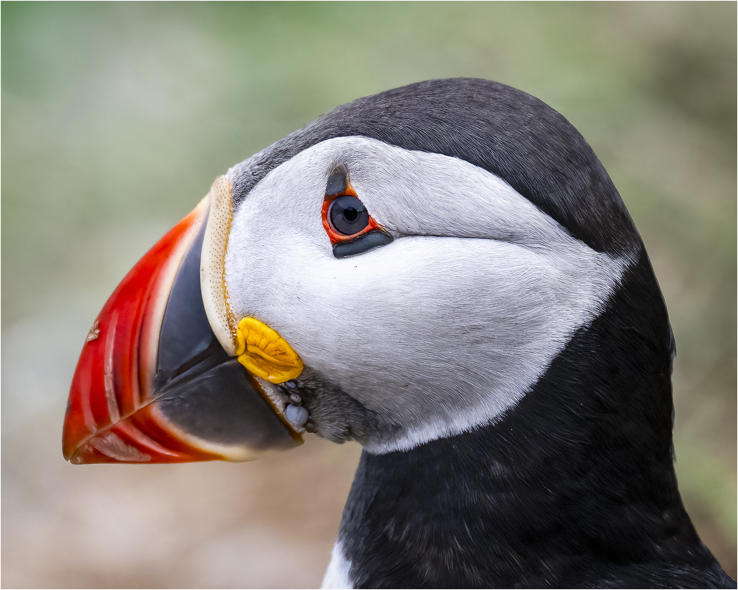 Puffin Portrait © Kevin Morgan Puffin Portrait
