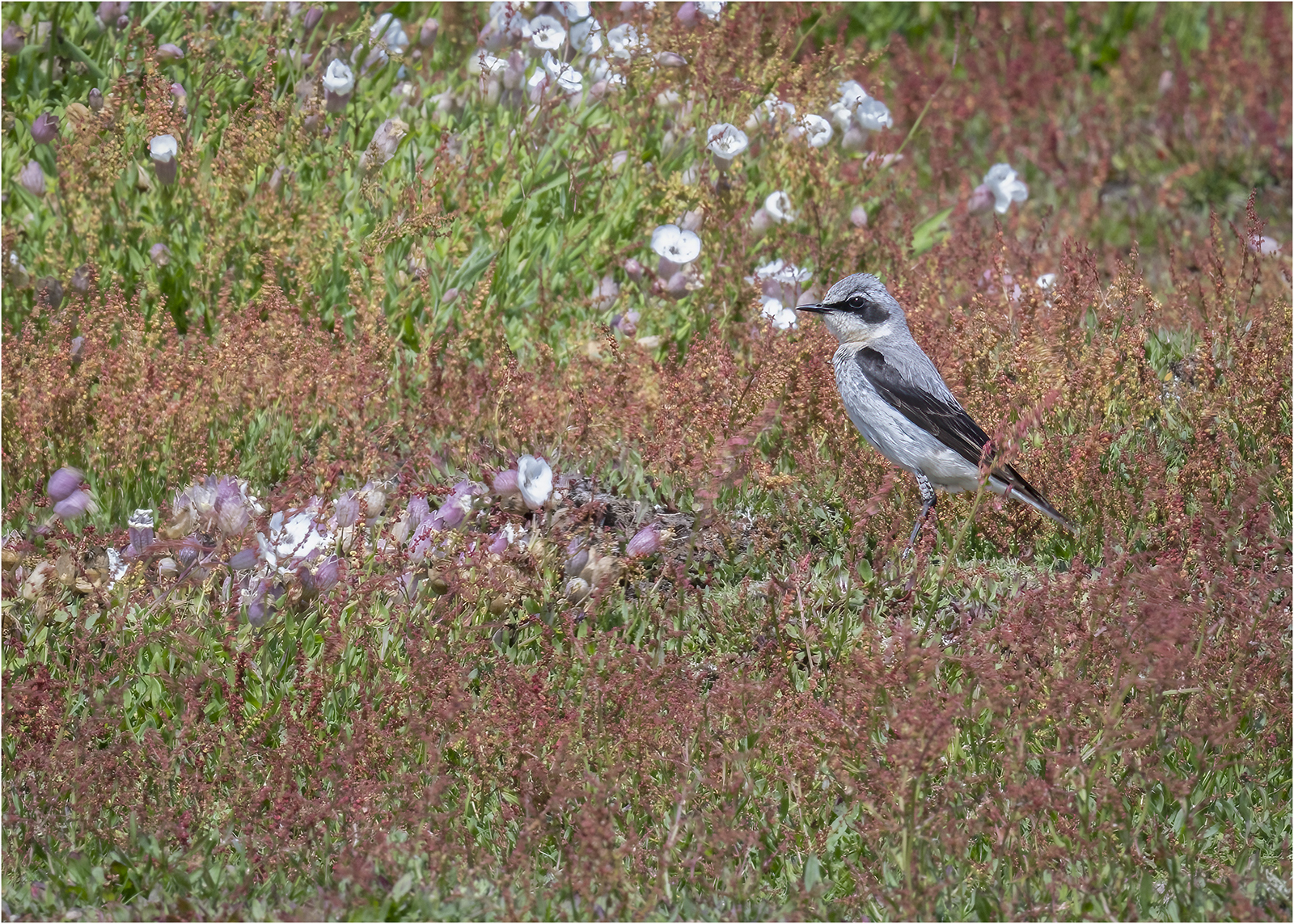 Wheatear (Male) © Kevin Morgan Wheatear (Male)