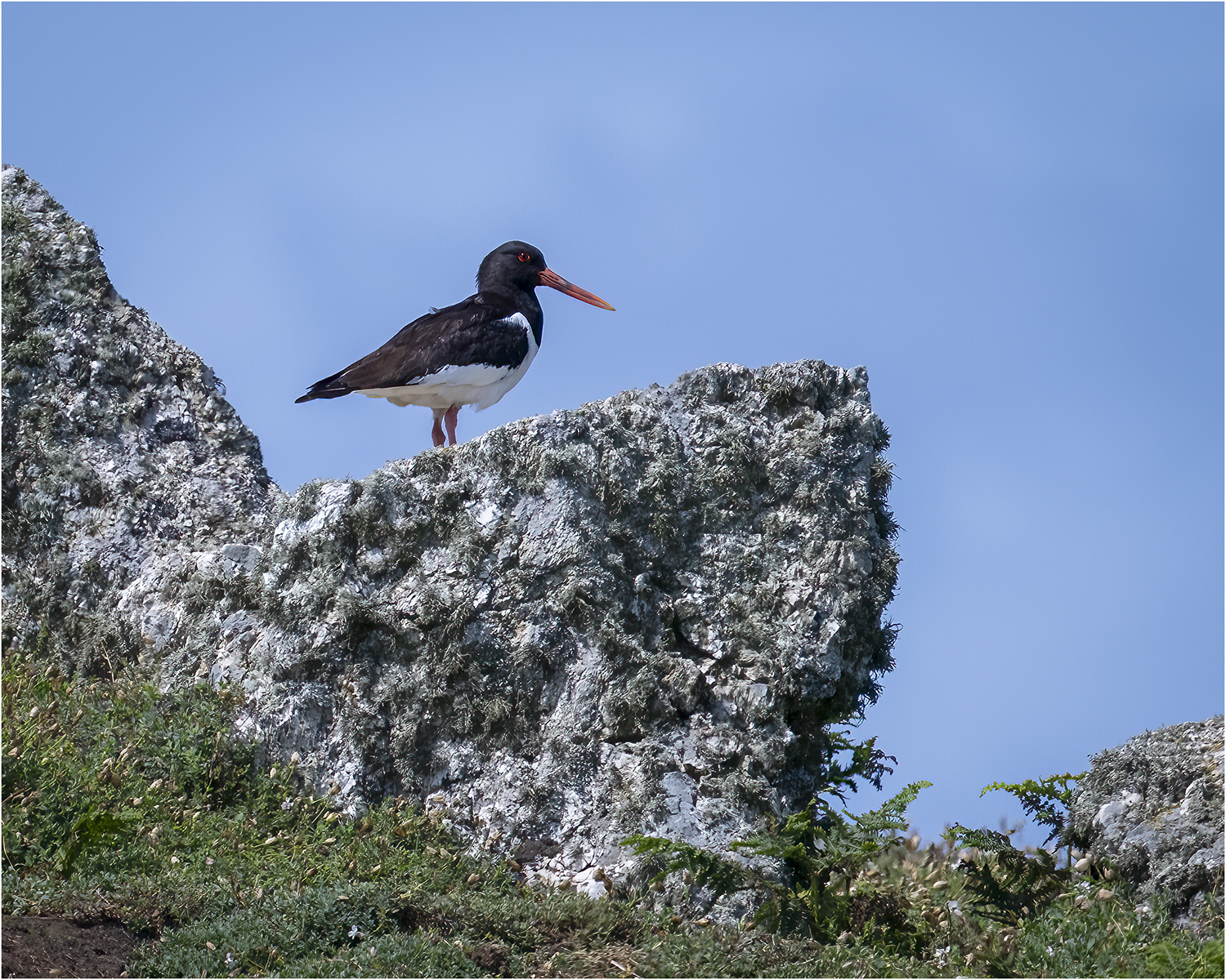 Oystercatcher © Kevin Morgan Oystercatcher