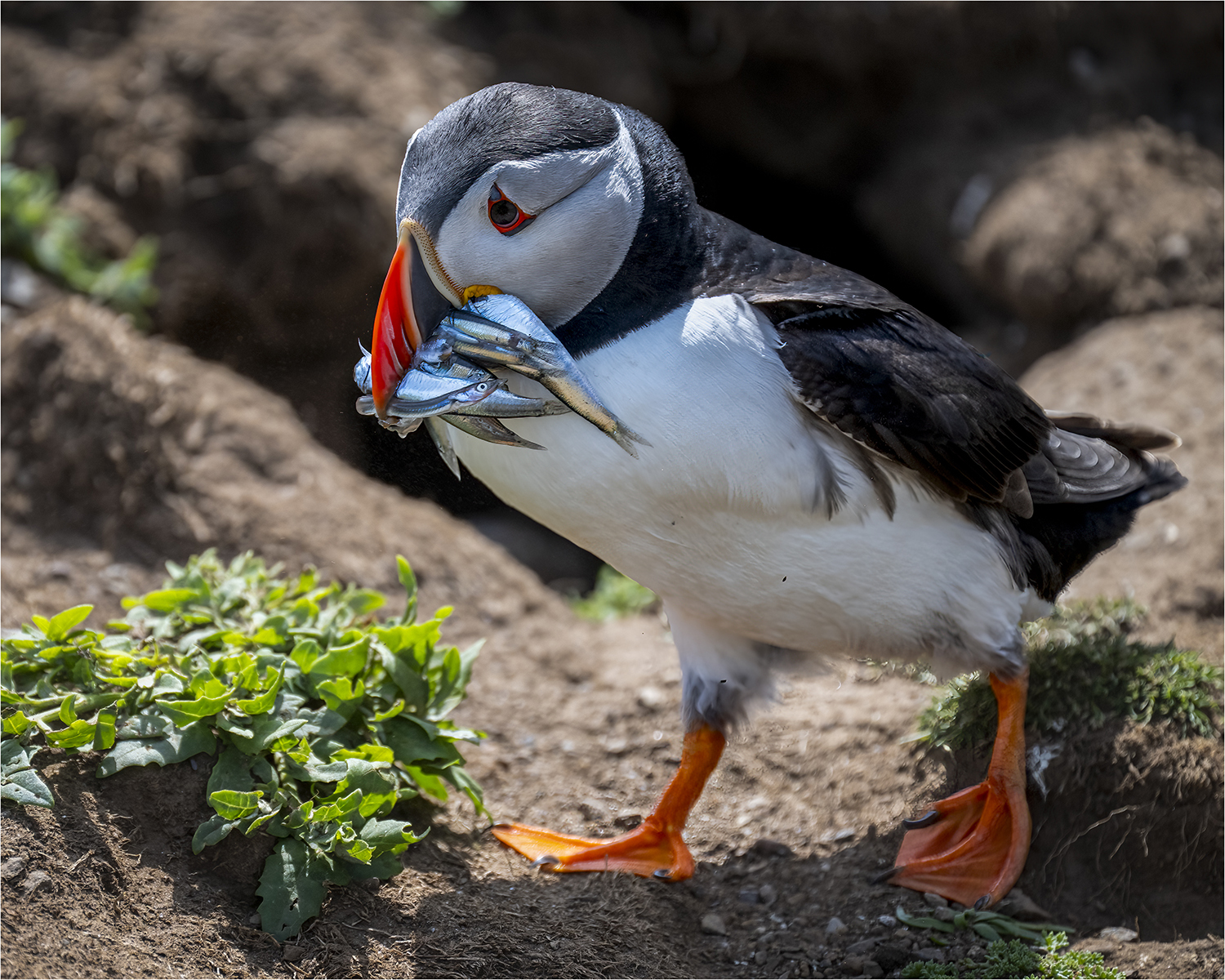 Puffin with Sandeels © Kevin Morgan Puffin with Sandeels
