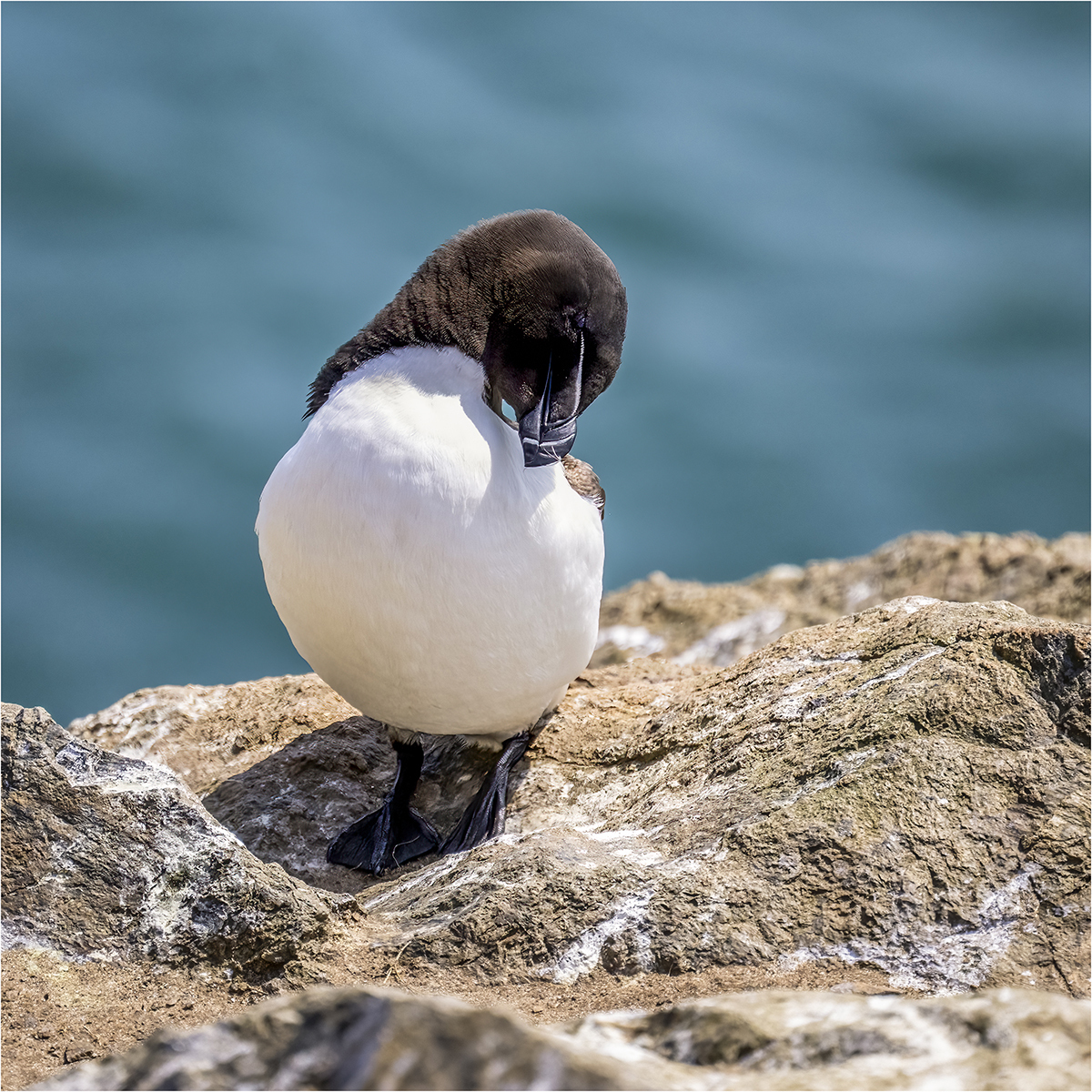 Razorbill © Kevin Morgan Razorbill