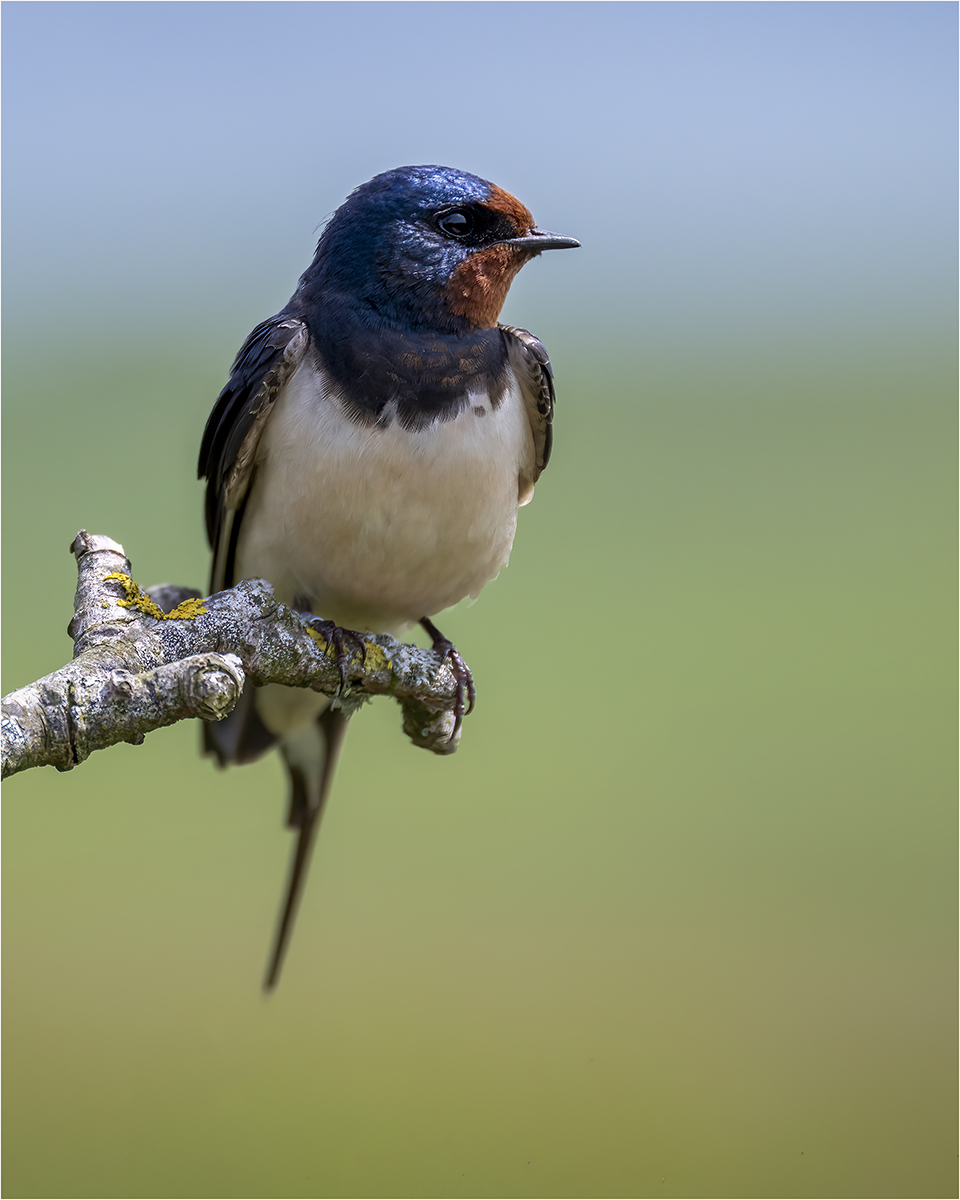 Swallow © Kevin Morgan Swallow